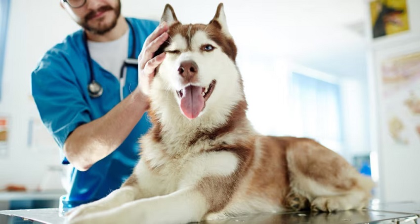 How Long Can a Dog Live with Cyanosis