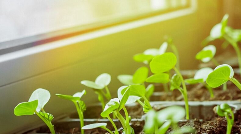 What is the Most Common and Easiest Method of Planting