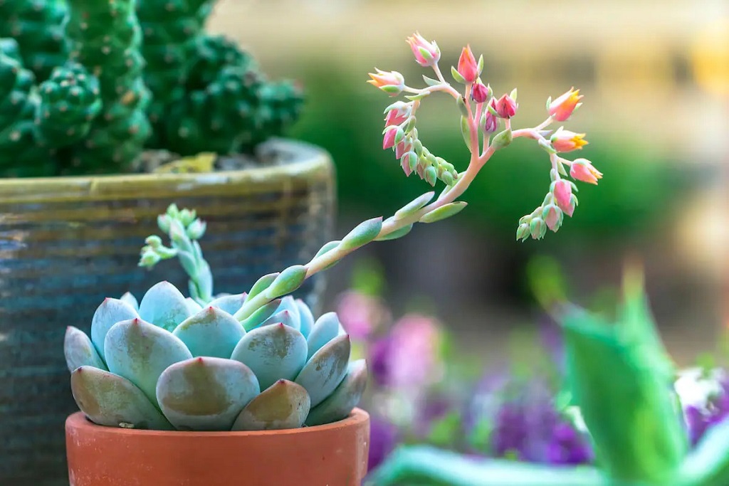 Why Is My Succulent Flowering?