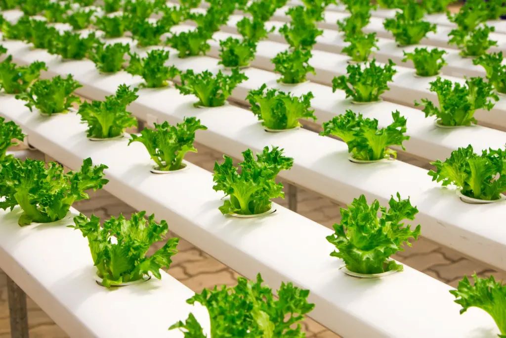 What are the six hydroponic systems that have been developed?