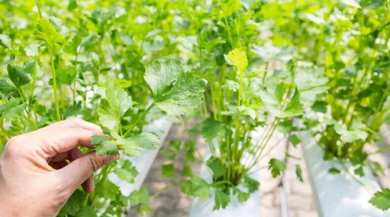 How can I speed up my hydroponic growth?