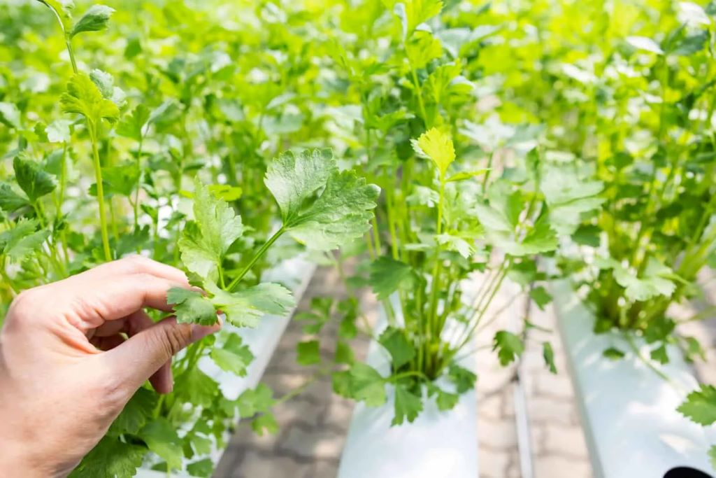 How can I speed up my hydroponic growth?