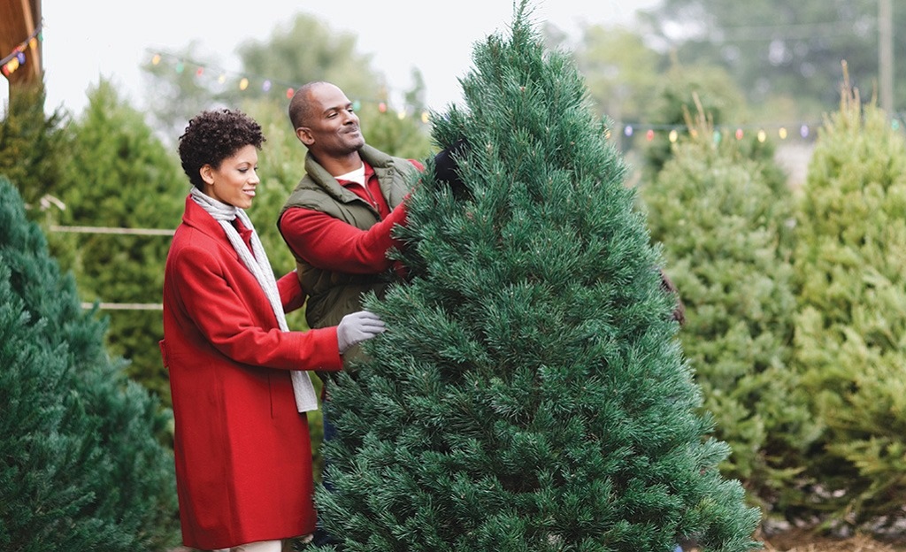How long do real Christmas trees last in Florida