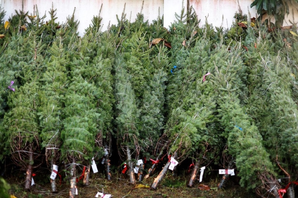 How do I keep my real Christmas tree fresh