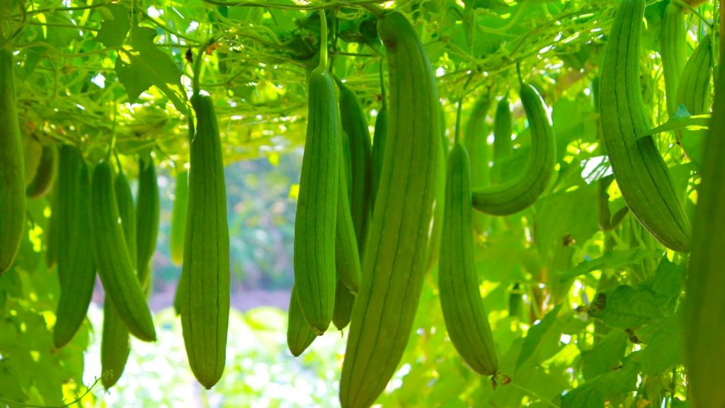 Luffa sponge plant growing in a backyard garden, showing green vines and maturing sponges ready for harvest