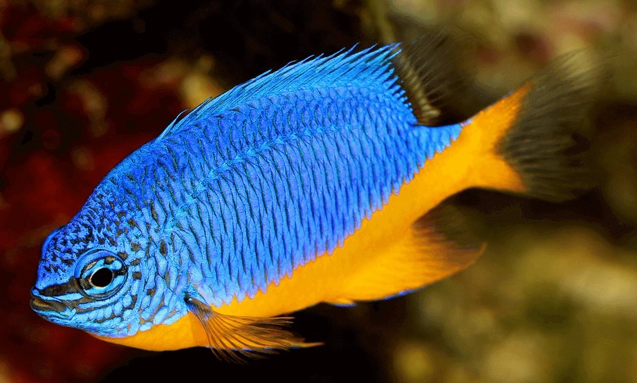 A clean saltwater fish only tank showcasing several healthy, colorful fish, like a yellow tang and a clownfish, swimming above a clean sandbed