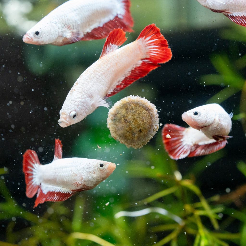 Colorful betta sorority tank with peaceful schooling fish and bottom dwellers in well-planted aquatic environment