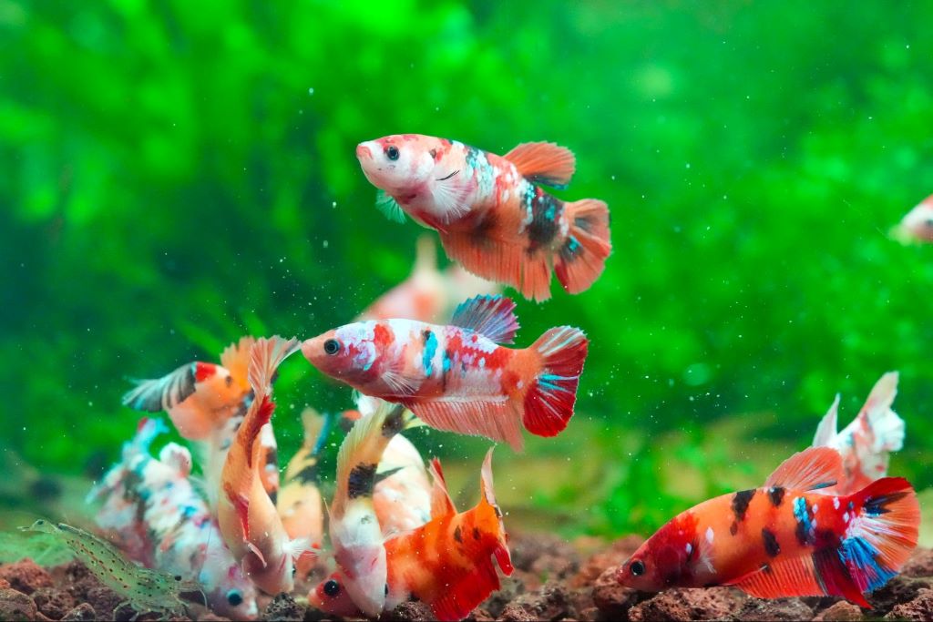 Group of female betta fish swimming peacefully with corydoras catfish in planted community aquarium tank