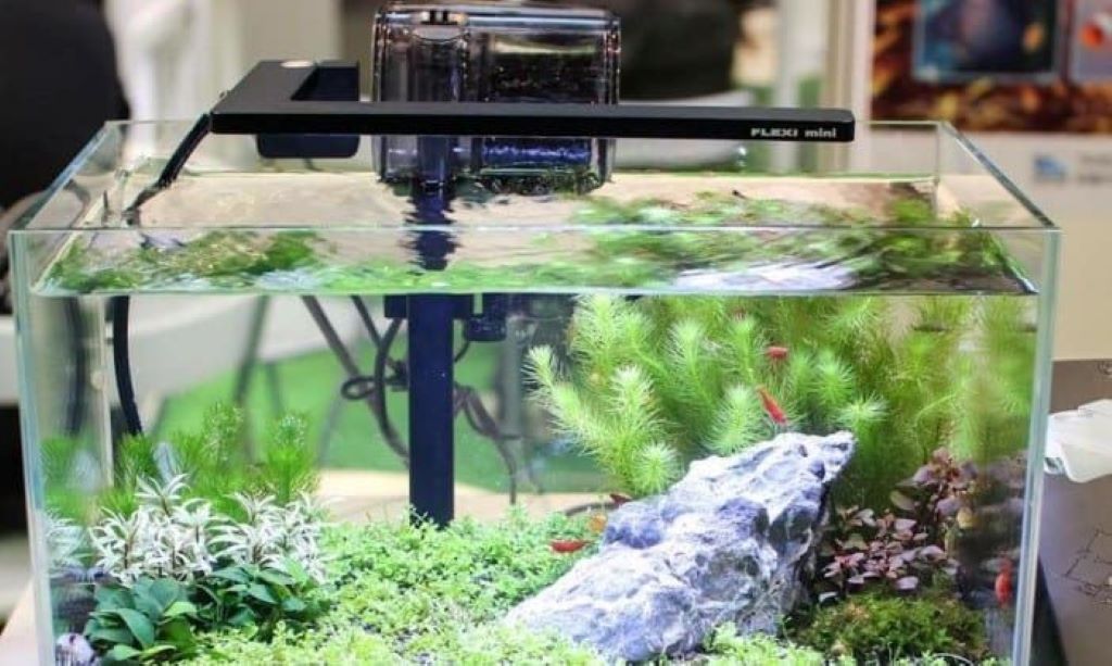 Clear aquarium tank with healthy fish and clean water