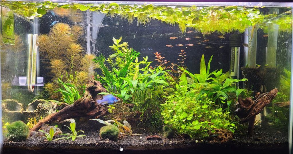 Budget fish tank setup with simple filter and minimal equipment